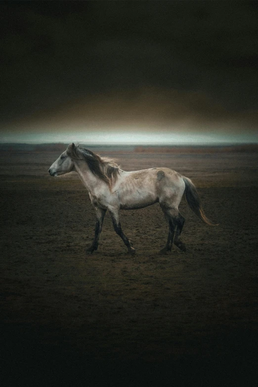 a horse standing on top of a dirty field