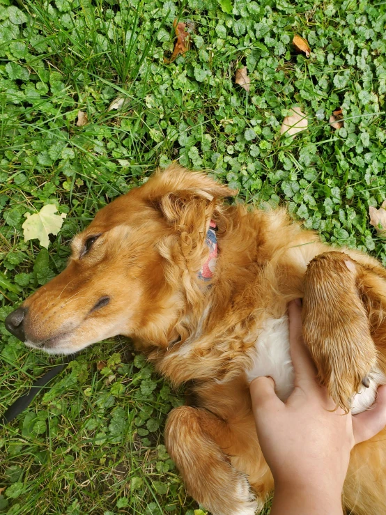 the dog has its head up while lying in the grass