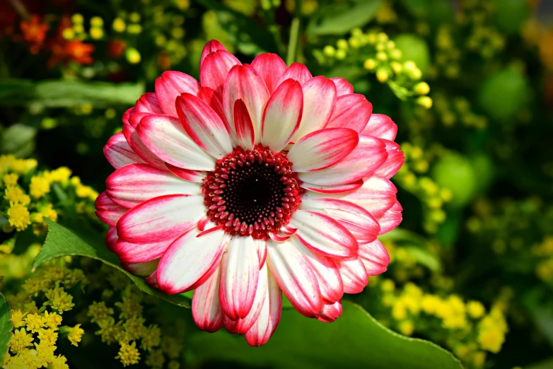 a large flower with lots of yellow flowers around