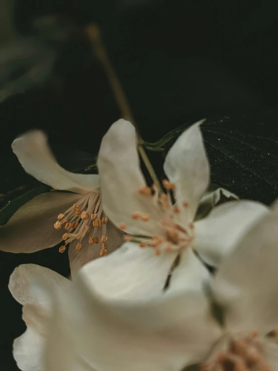 a close up of white flowers with black background