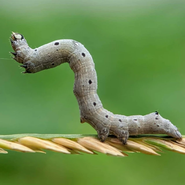 a caterpillar crawling down a plant stalk