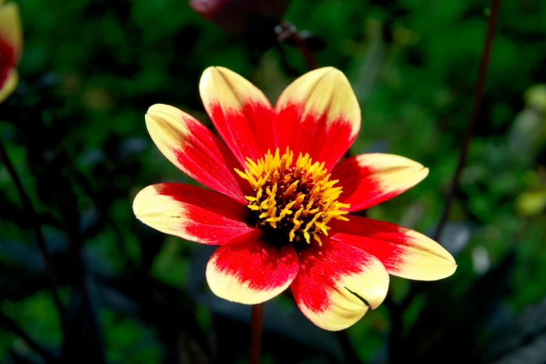 a red and yellow flower that is blooming