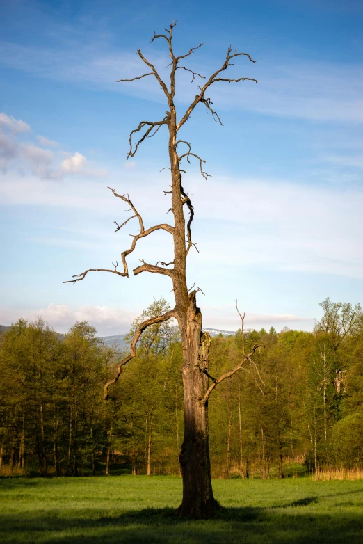 a dead tree sitting in a grassy field next to some trees