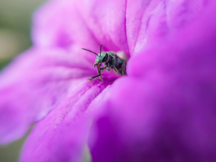 a bug sitting on top of a pink flower