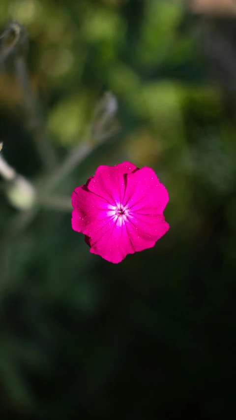 the bright pink flower is blooming on the stem