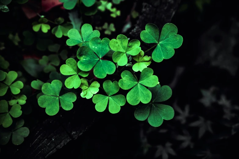 the green leaves of clovers shine bright