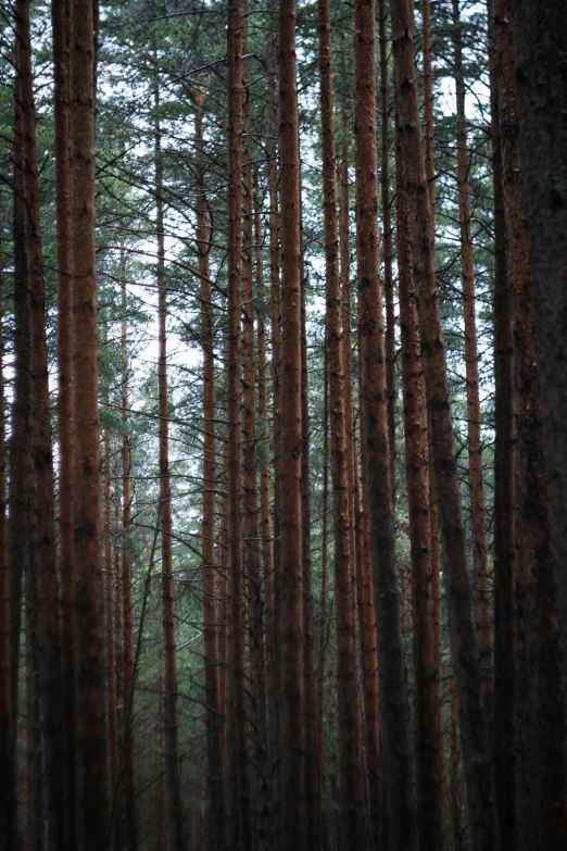 a dark and misty forest with lots of pine trees