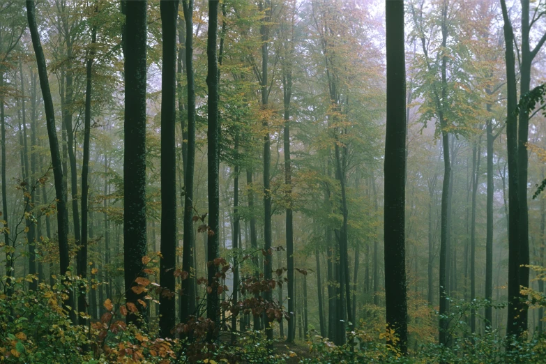 a wooded area with many trees and leaves in autumn