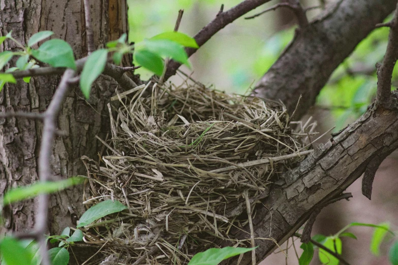 an empty nest in the middle of a tree