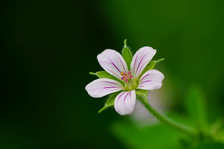 small purple and white flower with green stem