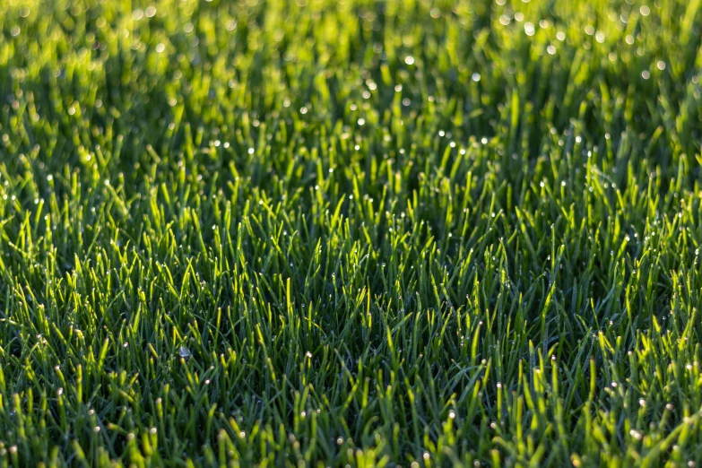 the green field has grass and water droplets on it