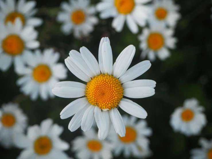 a small white and yellow daisy flower with green stems