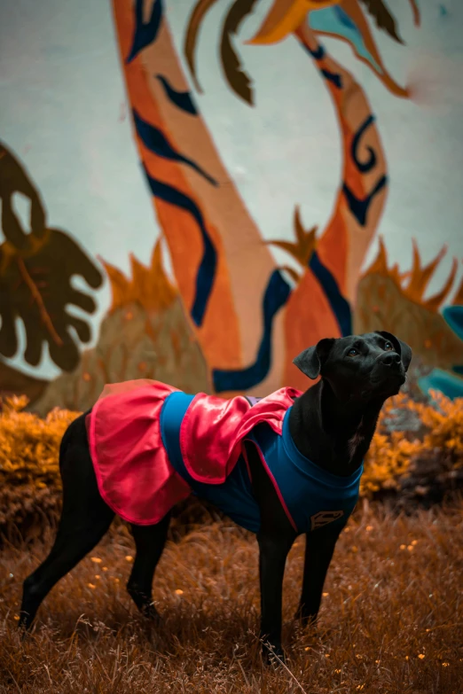 a black dog wearing a red and blue coat stands in a field