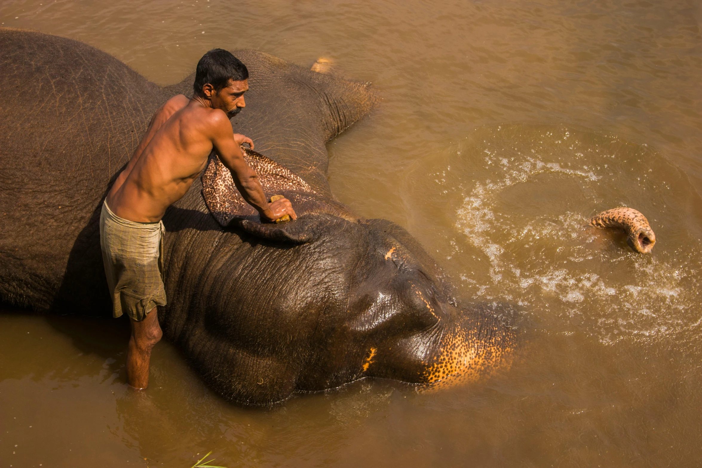 a man standing on the back of an elephant