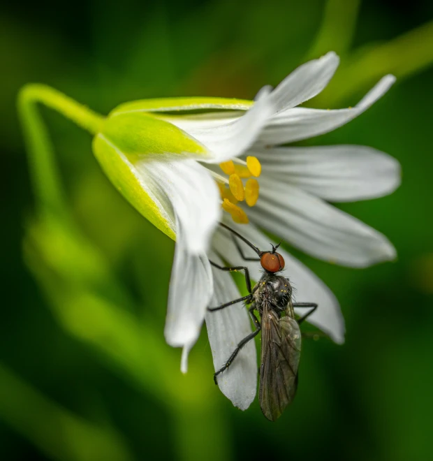 a fly sitting on a white daisy flower in the sun