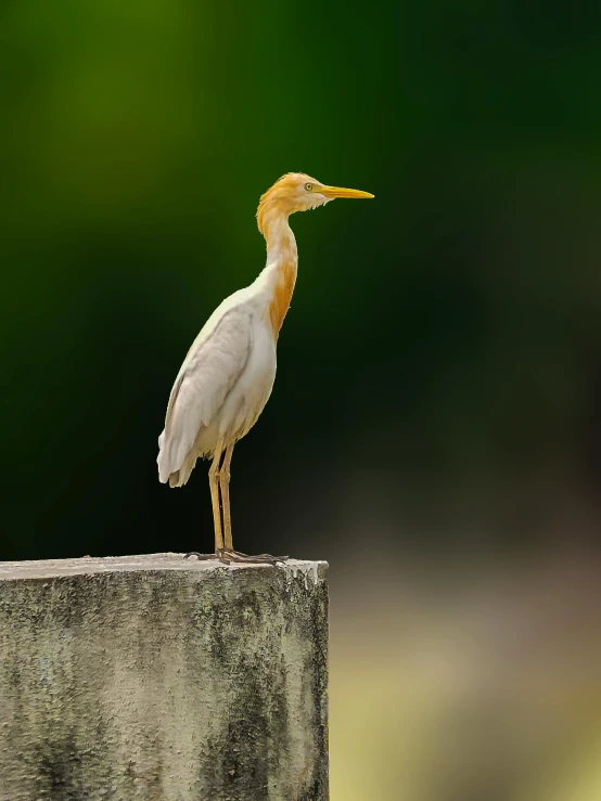 a white bird is sitting on a concrete post