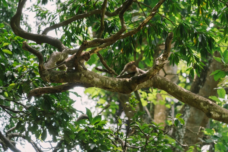 three birds sitting in a tree together in a forest