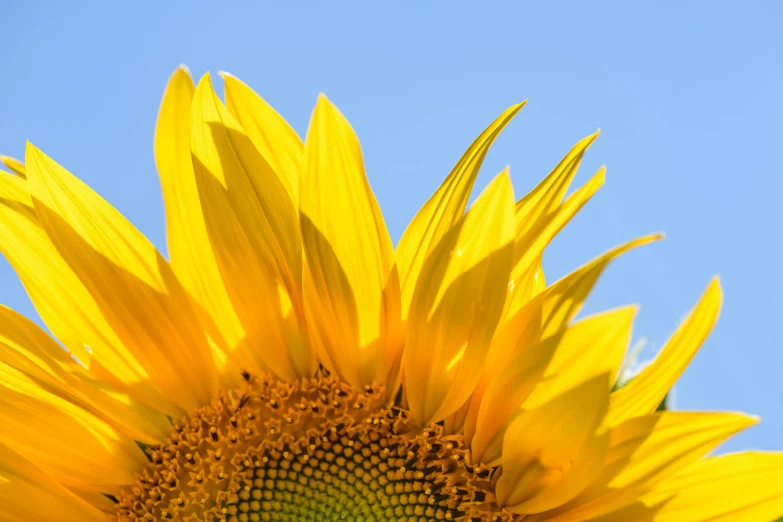 a big sunflower with sky in the background