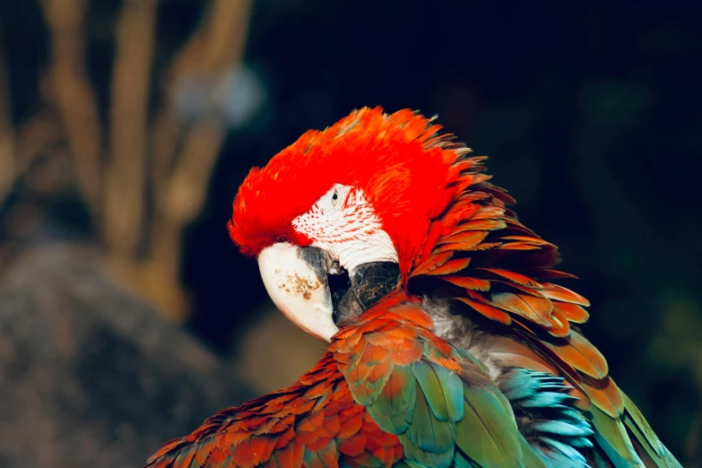 a very colorful bird is perched on a rock