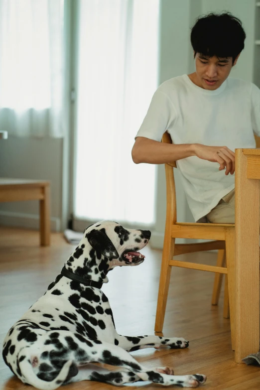 a dalmation dog sits beside a man sitting in a chair