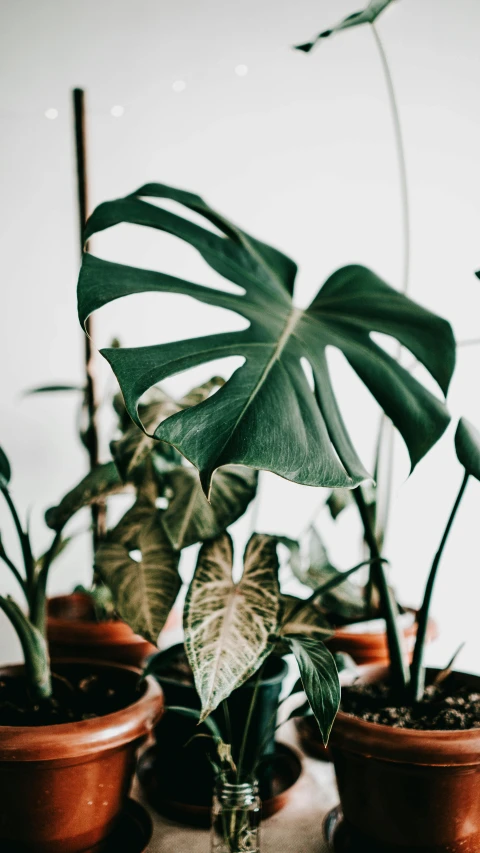 several potted plants are lined up on the table