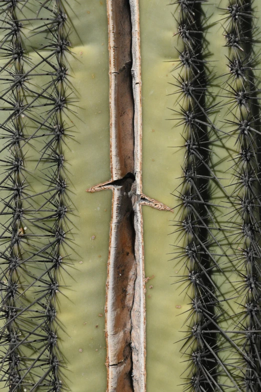 closeup view of the spines of a cactus