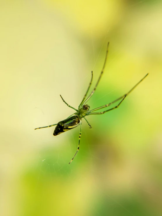 a spider that is sitting on the arm of a plant