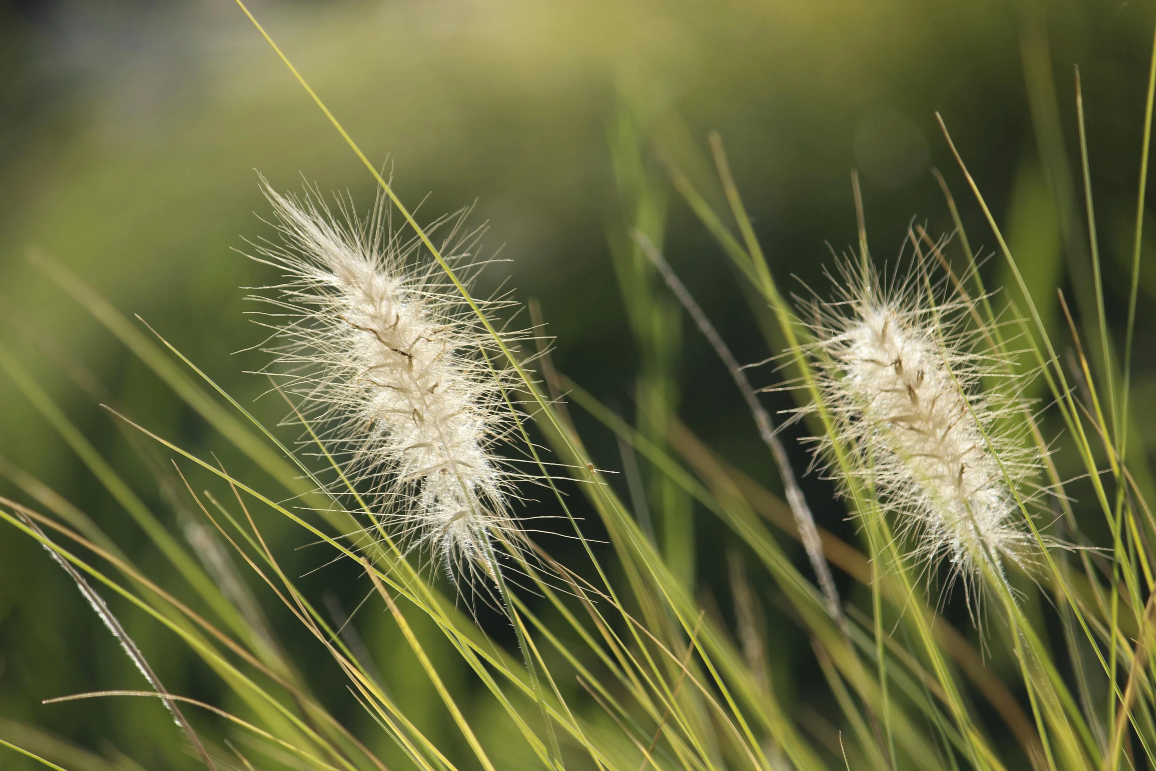 two white flower heads stand out from the green grass