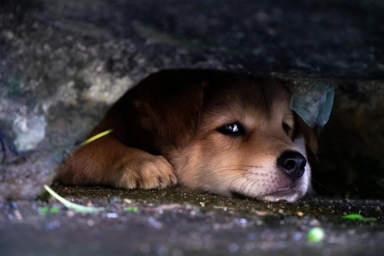 a dog is laying in a cave on the ground
