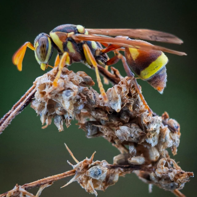 close up image of a bee on a twig