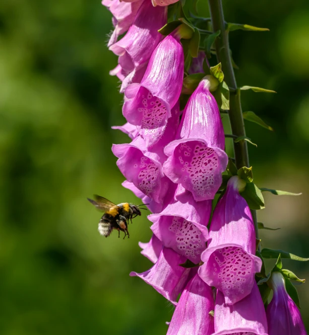 a close up of flowers with a bee on one flower