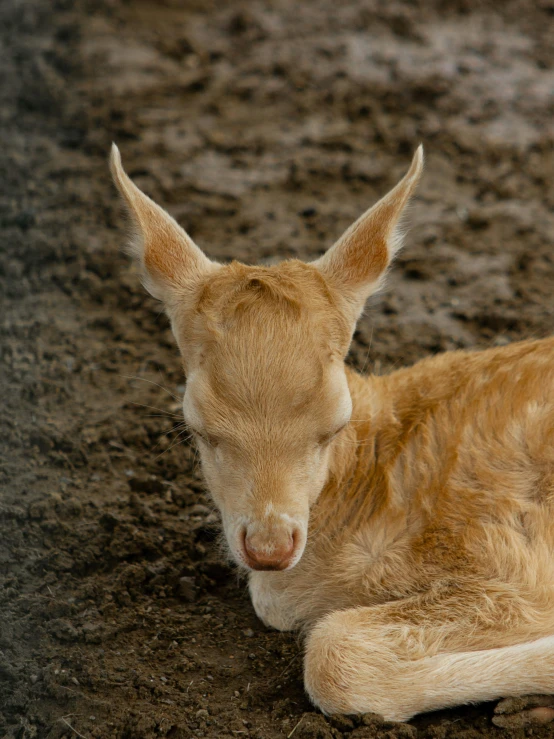 an animal that is sitting in the dirt