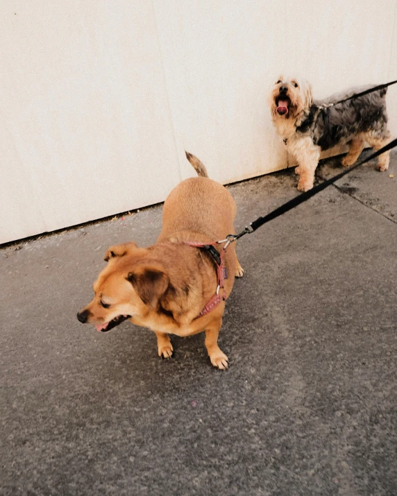 two small dogs walking along side a wall