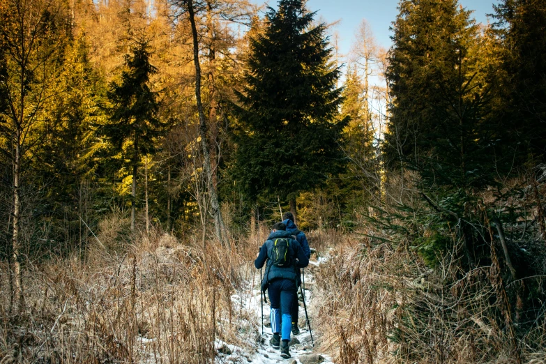 a person walking through a trail through some tall grass