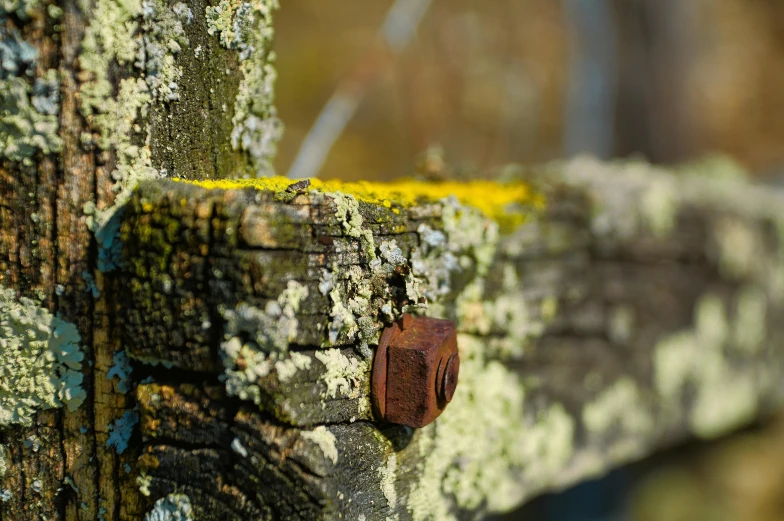 the bark on this tree is covered with lichens and moss