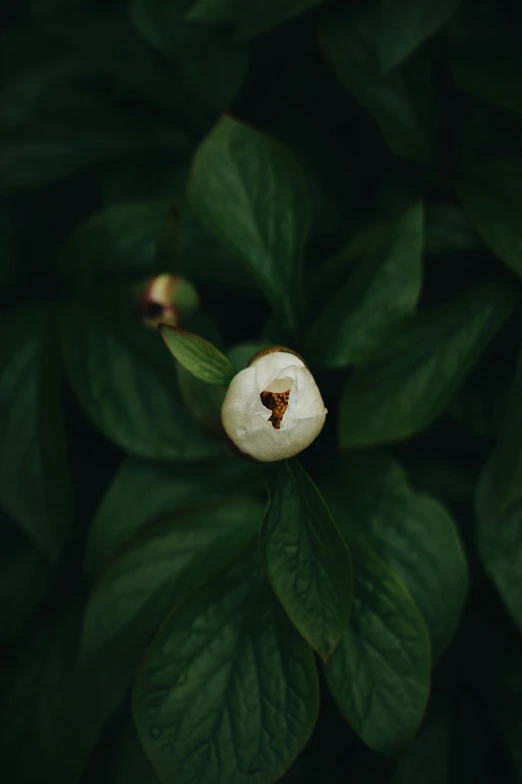 the white flower looks like it was cut open