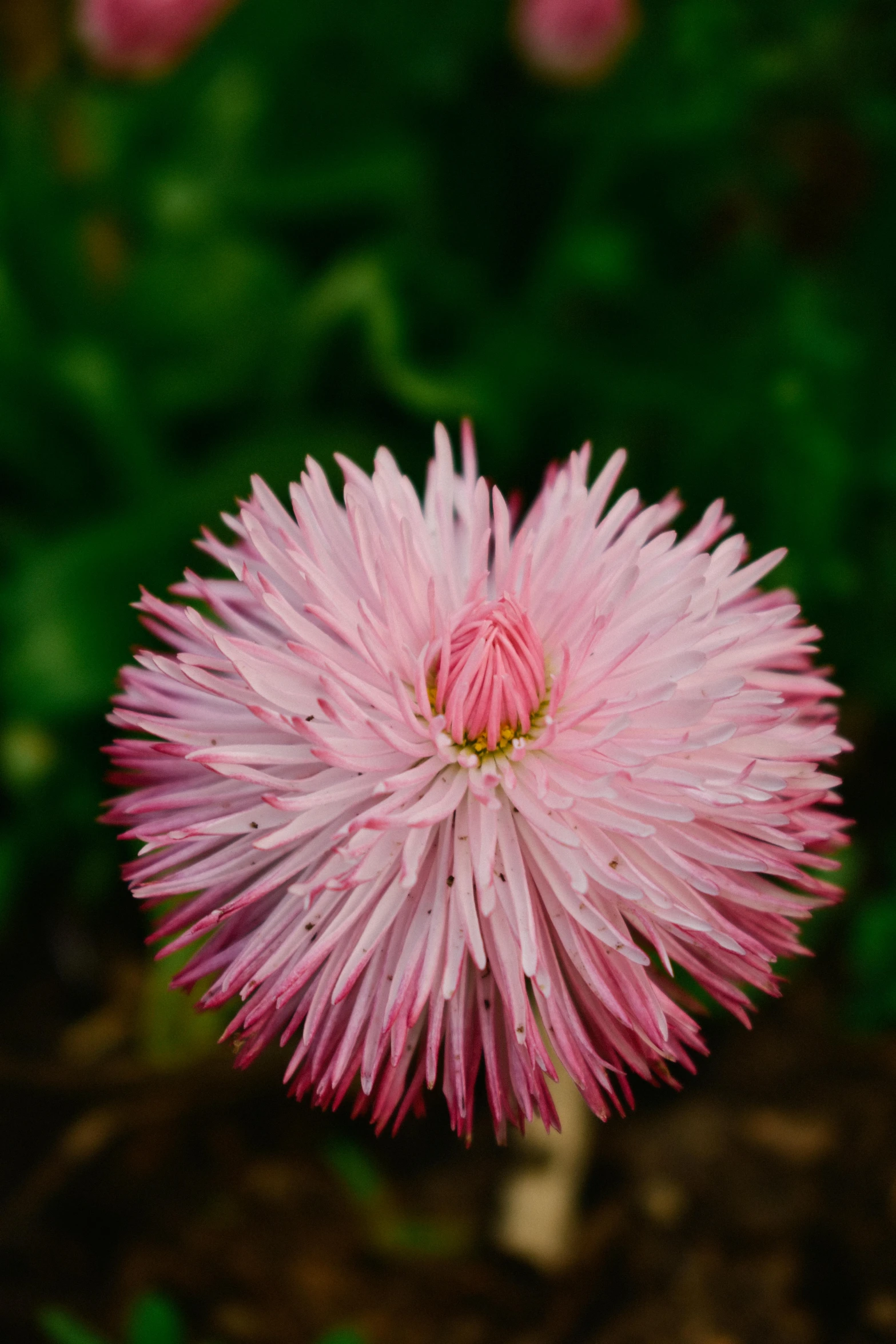 a small pink flower sitting next to a green plant