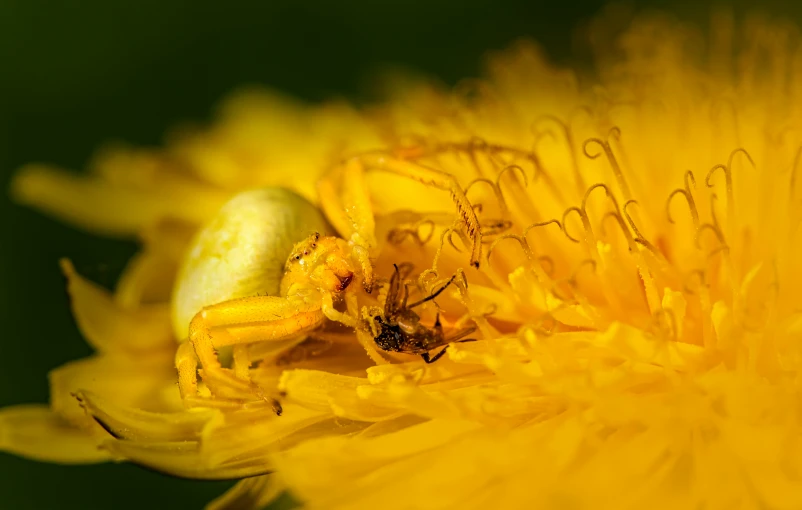 a closeup po of a spider on a dandelion