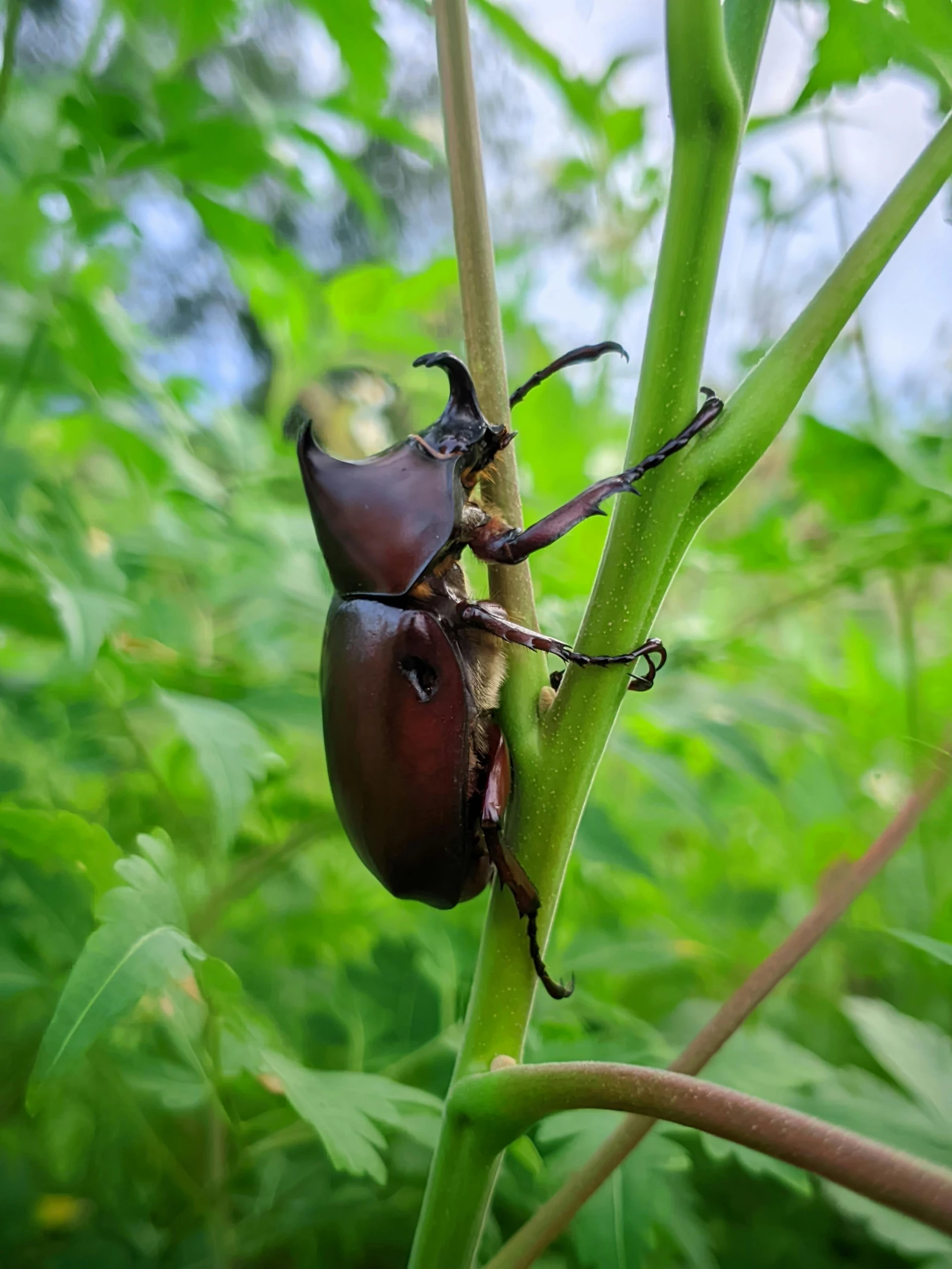 an image of a very large beetle on the stem