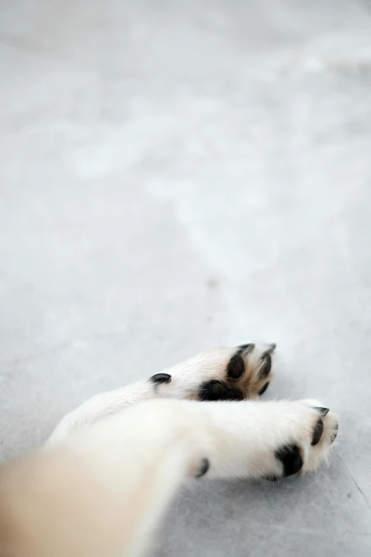 the dog paw and leg of a person reaching for soing on the ground