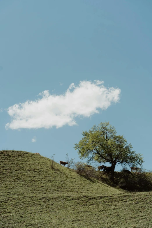 a group of animals grazing in a field