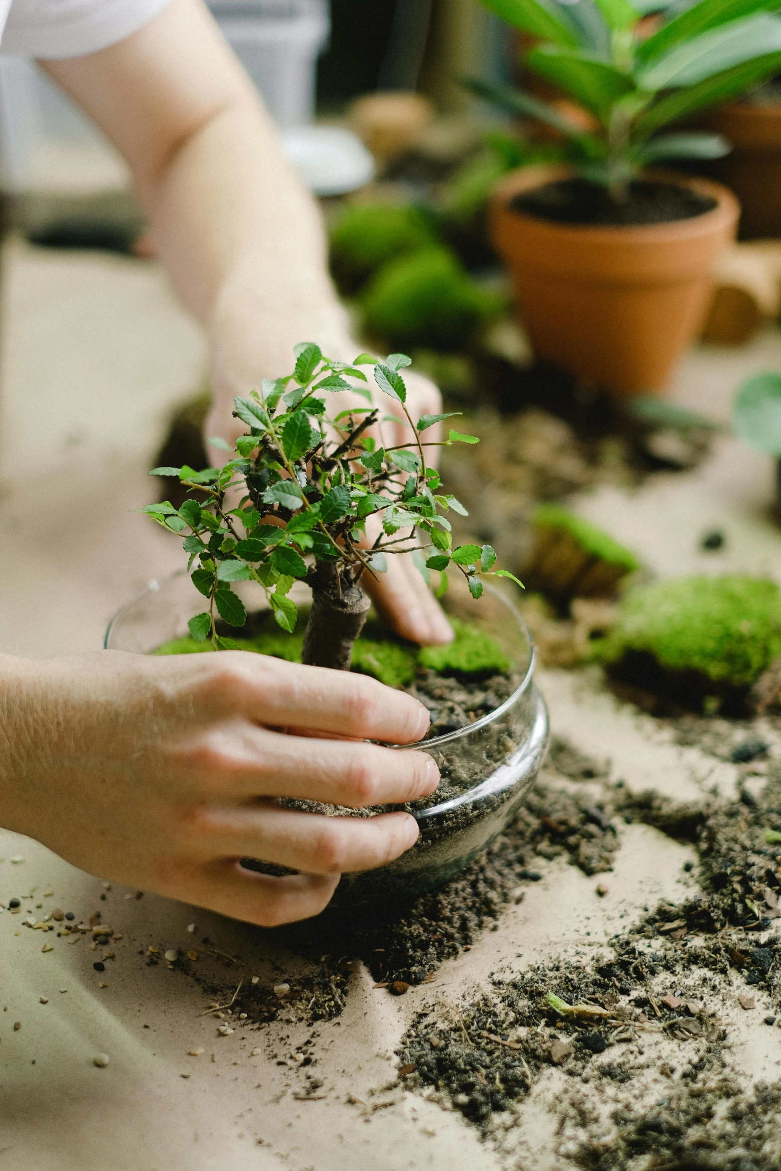 the person is holding a bonsai tree in a bowl