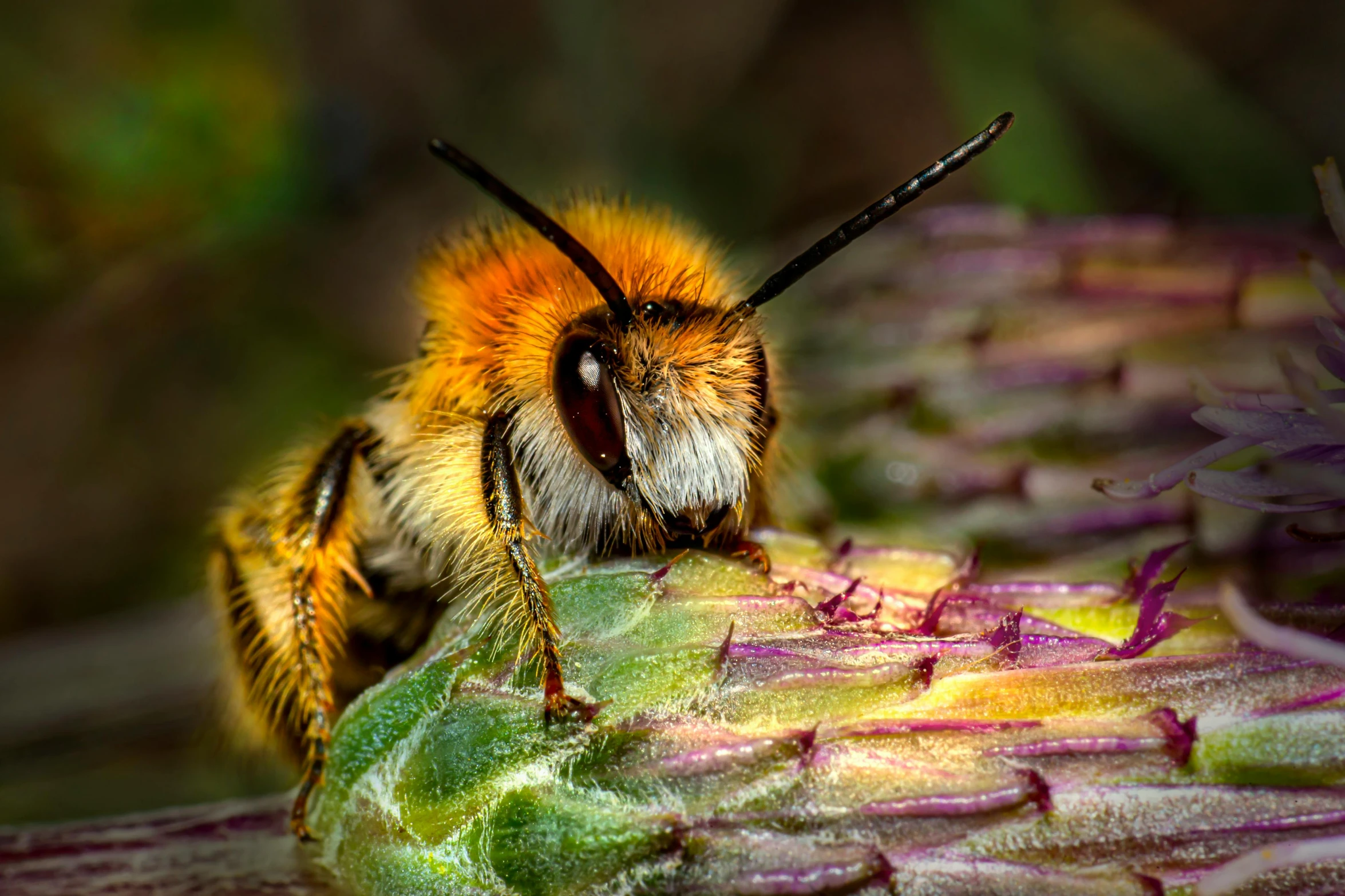 a small yellow and black bee is sitting on some purple flowers