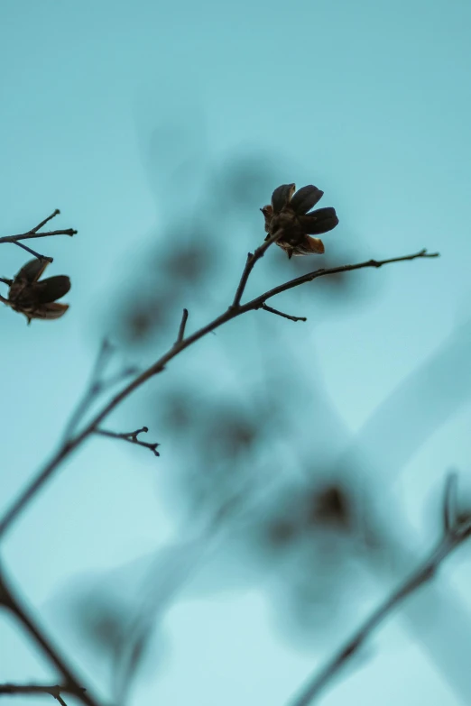 a plant that is sitting in the middle of some trees