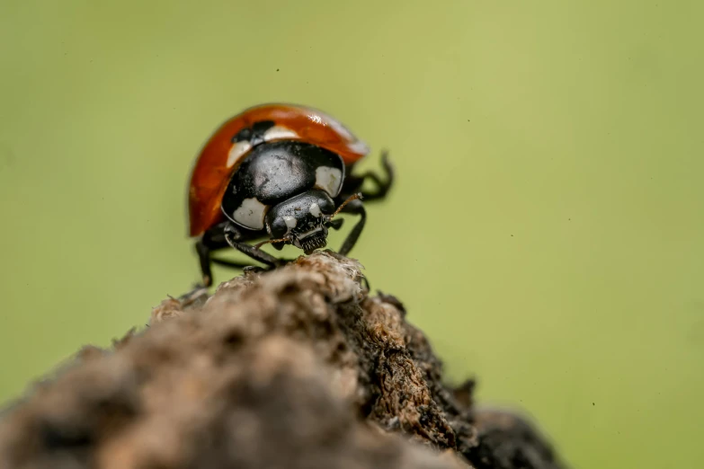 a small black and red beetle is sitting on a tree nch