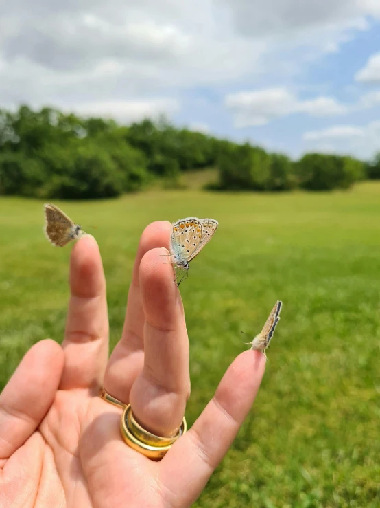 two tiny erflies on a persons hand in the park
