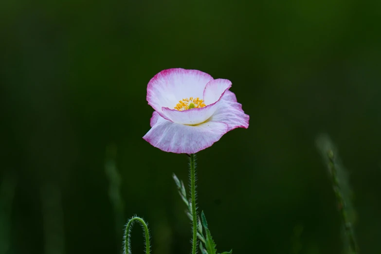 an open pink flower with small yellow center