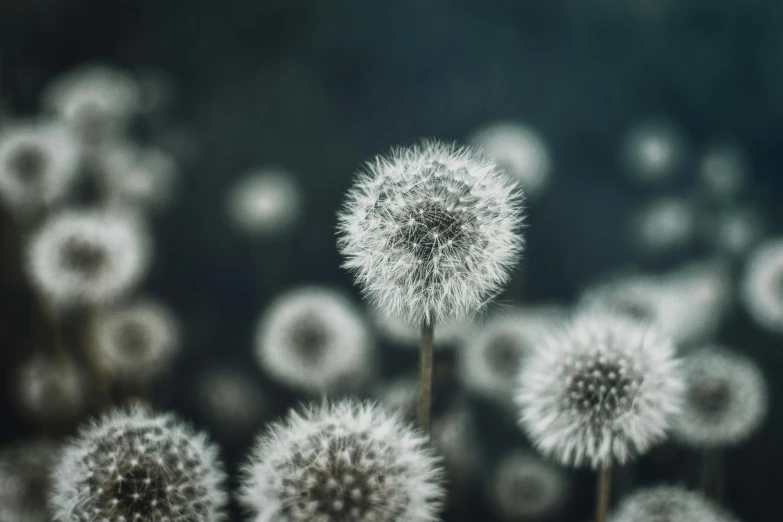 the dandelion is growing in the field