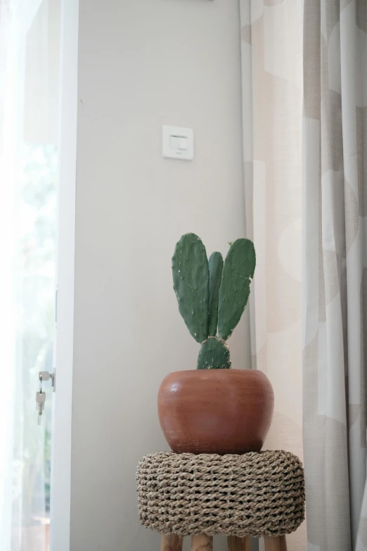 an cactus is on top of a stool