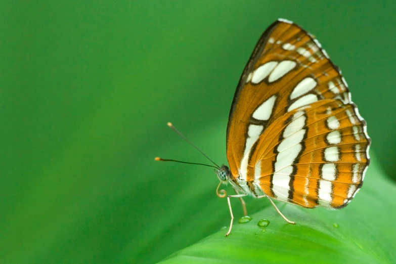 the erfly is sitting on top of the green leaf